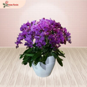 Bunga Anggrek - BA01