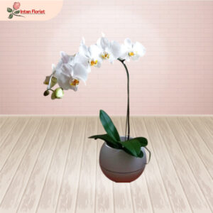 Bunga Anggrek - BA05