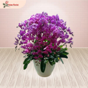 Bunga Anggrek - BA06