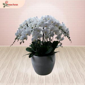 Bunga Anggrek - BA07