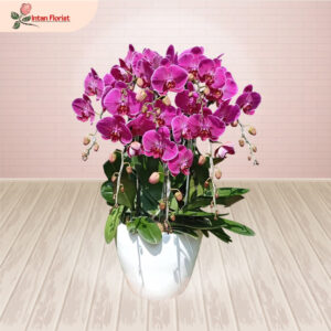 Bunga Anggrek - BA12