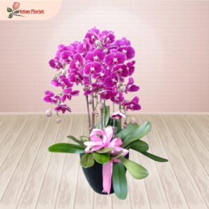 Bunga Anggrek - BA14