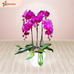 Bunga Anggrek - BA17