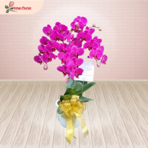 Bunga Anggrek - BA20