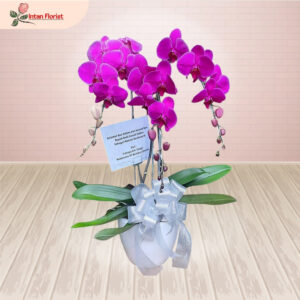 Bunga Anggrek - BA21