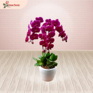 Bunga Anggrek - BA22