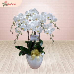 Bunga Anggrek - BA24