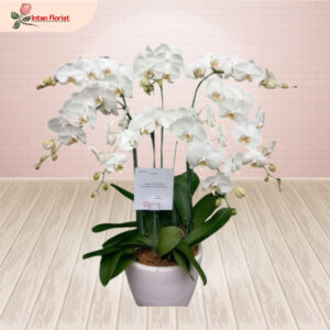 Bunga Anggrek - BA25