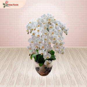 Bunga Anggrek - BA26