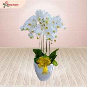 Bunga Anggrek - BA27