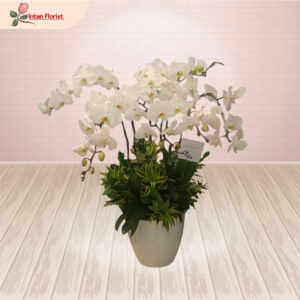 Bunga Anggrek - BA28