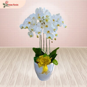 Bunga Anggrek - BA29