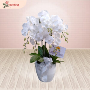 Bunga Anggrek - BA30