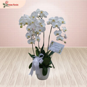 Bunga Anggrek - BA31