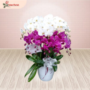 Bunga Anggrek - BA33