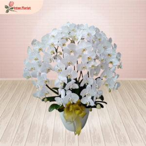 Bunga Anggrek - BA35