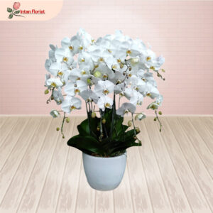 Bunga Anggrek - BA36